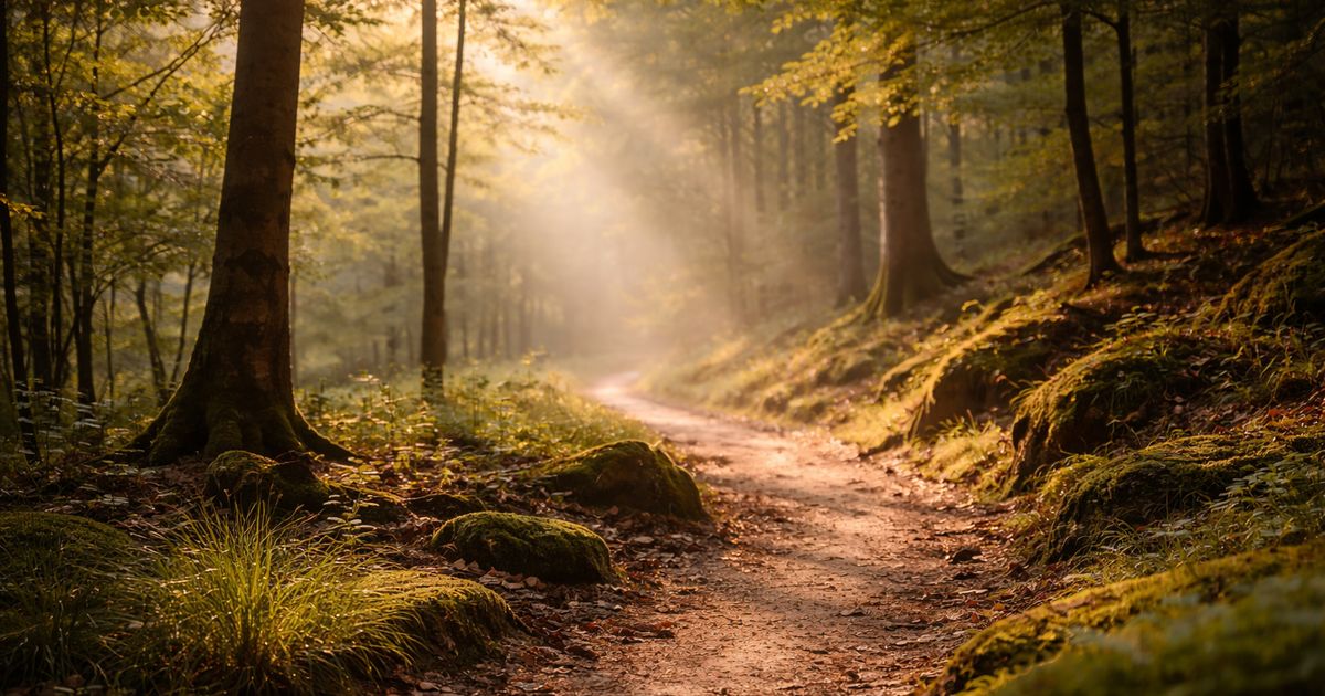 Csendes erdei ösvény napfényben, amely a befelé vezető utat szimbolizálja
